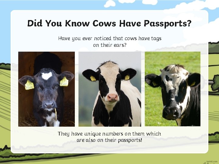 Did You Know Cows Have Passports? Have you ever noticed that cows have tags