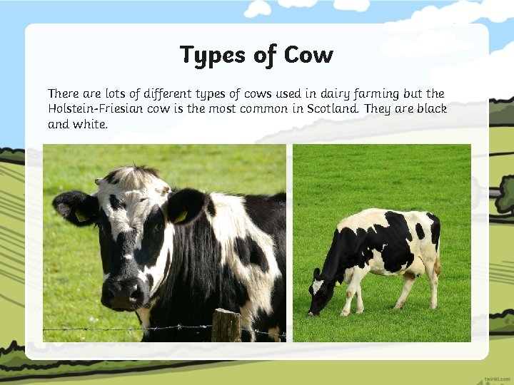 Types of Cow There are lots of different types of cows used in dairy