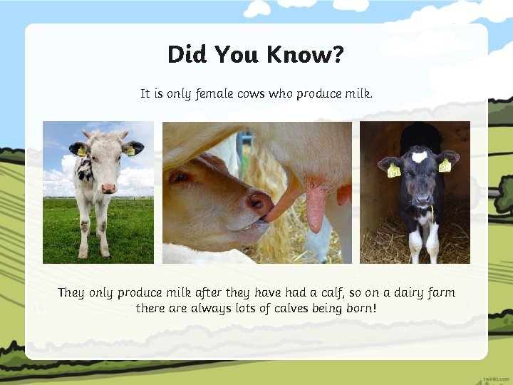 Did You Know? It is only female cows who produce milk. They only produce