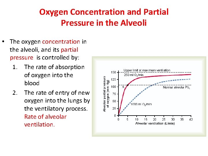 Oxygen Concentration and Partial Pressure in the Alveoli • The oxygen concentration in the