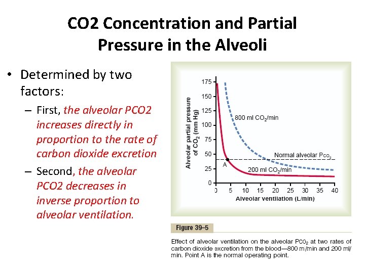 CO 2 Concentration and Partial Pressure in the Alveoli • Determined by two factors: