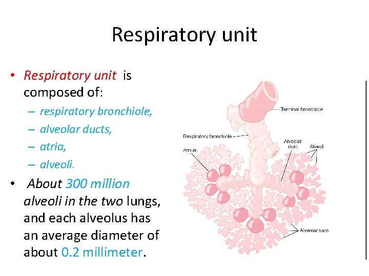 Respiratory unit • Respiratory unit is composed of: – – respiratory bronchiole, alveolar ducts,