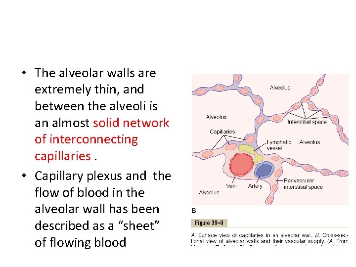  • The alveolar walls are extremely thin, and between the alveoli is an