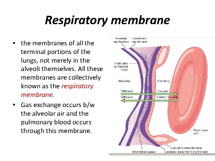 Respiratory membrane • the membranes of all the terminal portions of the lungs, not