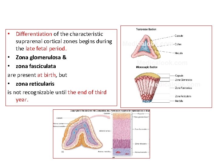  • Differentiation of the characteristic suprarenal cortical zones begins during the late fetal