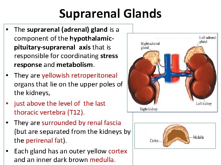 Suprarenal Glands • The suprarenal (adrenal) gland is a component of the hypothalamicpituitary-suprarenal axis