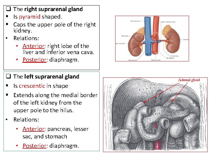 q The right suprarenal gland § Is pyramid shaped. § Caps the upper pole