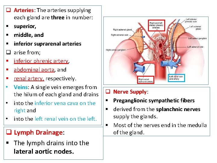 q Arteries: Arteries The arteries supplying each gland are three in number: § superior,