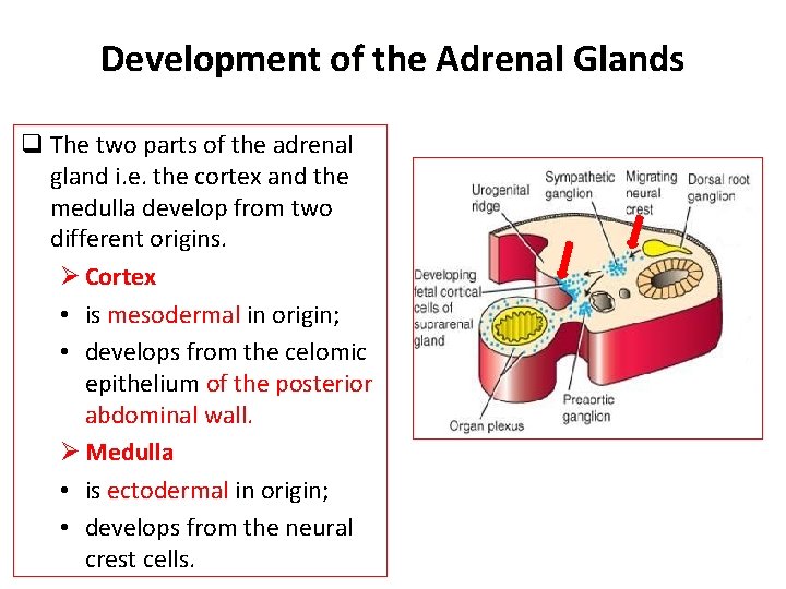 Development of the Adrenal Glands q The two parts of the adrenal gland i.