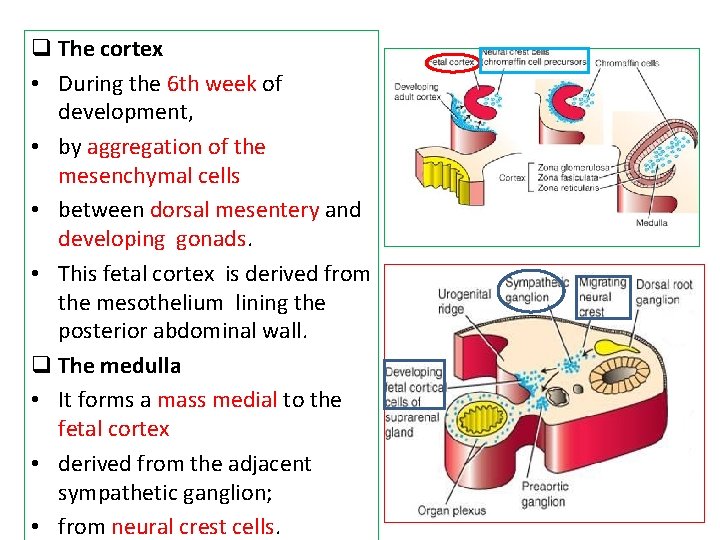 q The cortex • During the 6 th week of development, • by aggregation