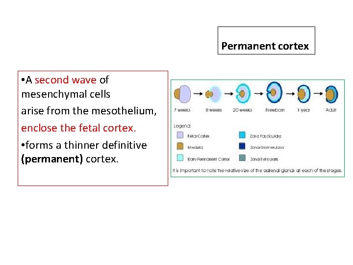 Permanent cortex • A second wave of mesenchymal cells arise from the mesothelium, enclose