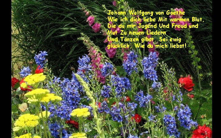 Johann Wolfgang von Goethe Wie ich dich liebe Mit warmen Blut, Die du mir