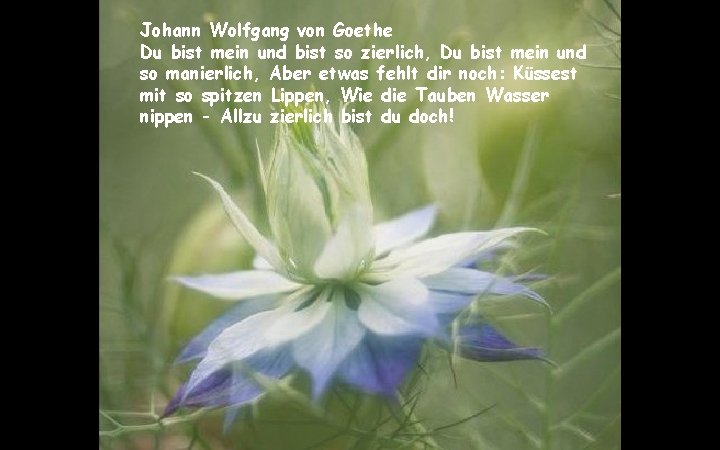 Johann Wolfgang von Goethe Du bist mein und bist so zierlich, Du bist mein