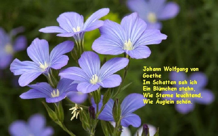 Johann Wolfgang von Goethe Im Schatten sah ich Ein Blümchen stehn, Wie Sterne leuchtend,