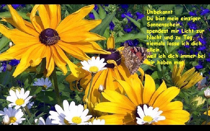 Unbekannt Du bist mein einziger Sonnenschein, spendest mir Licht zur Nacht und zu Tag,