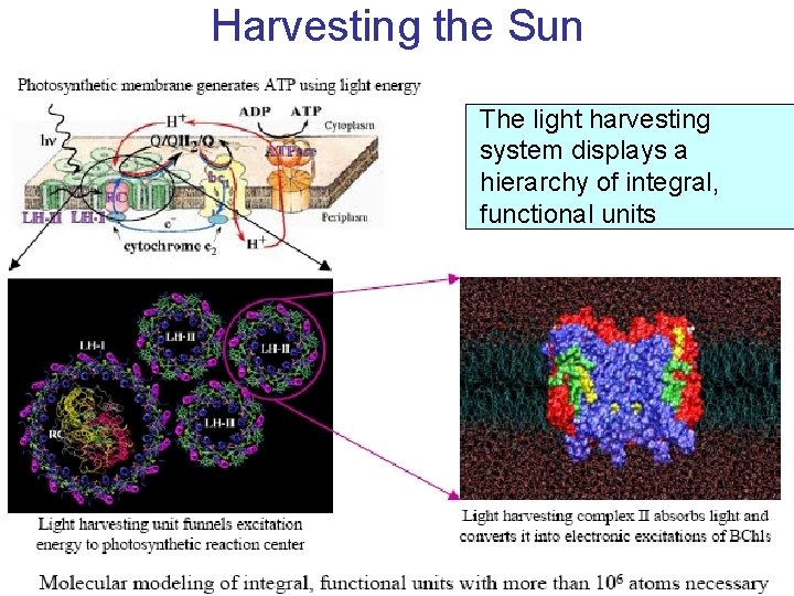 Harvesting the Sun The light harvesting system displays a hierarchy of integral, functional units