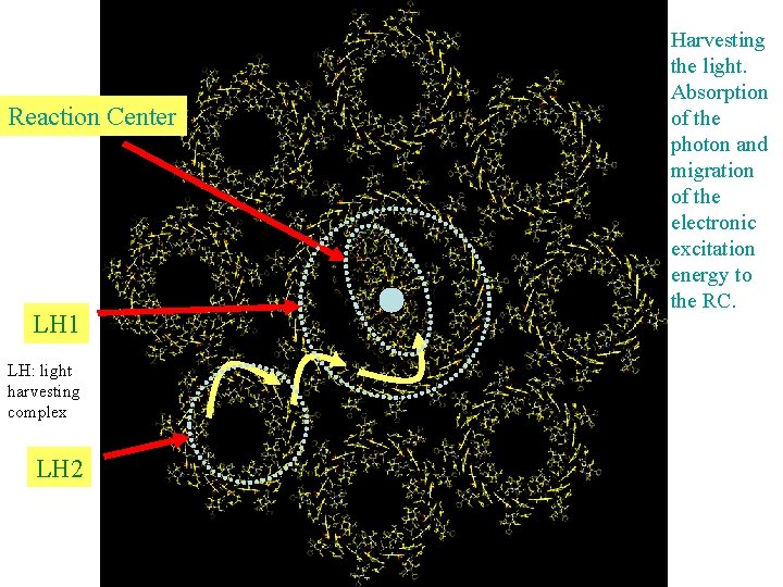 Reaction Center LH 1 LH: light harvesting complex LH 2 Harvesting the light. Absorption