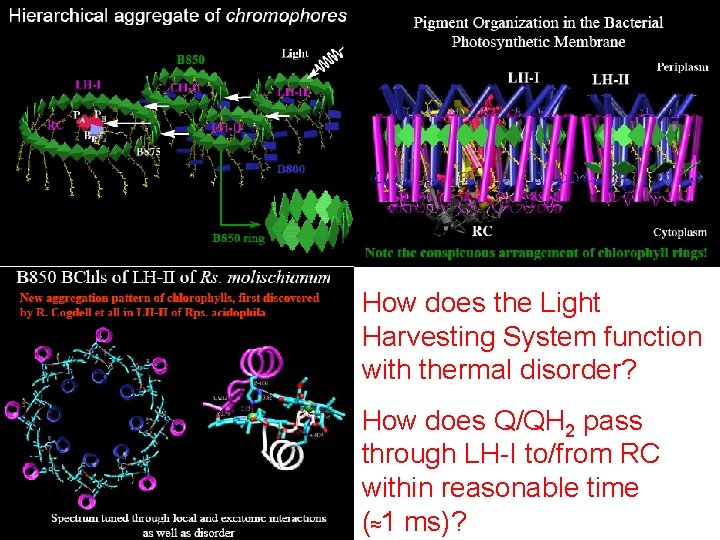 How does the Light Harvesting System function with thermal disorder? How does Q/QH 2