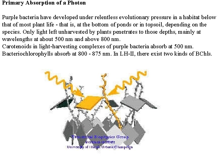 Primary Absorption of a Photon Purple bacteria have developed under relentless evolutionary pressure in