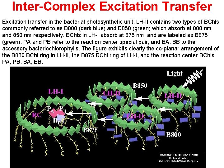 Inter-Complex Excitation Transfer Excitation transfer in the bacterial photosynthetic unit. LH-II contains two types