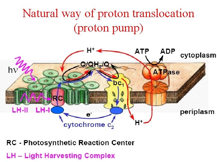 Natural way of proton translocation (proton pump) 