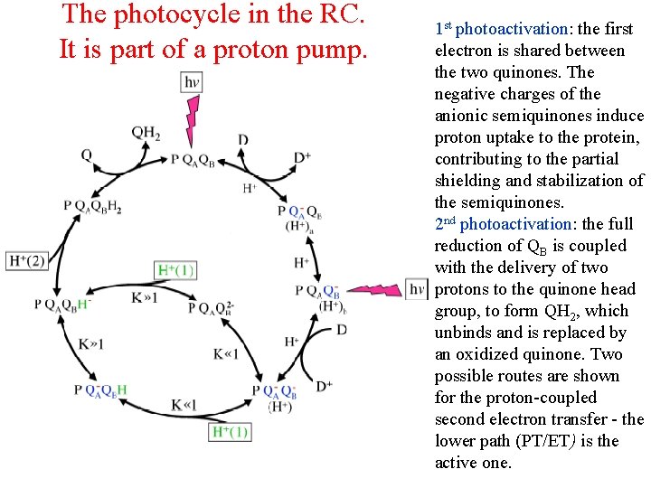 The photocycle in the RC. It is part of a proton pump. 1 st