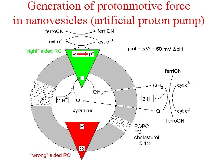 Generation of protonmotive force in nanovesicles (artificial proton pump) 