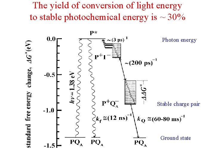 The yield of conversion of light energy to stable photochemical energy is ~ 30%