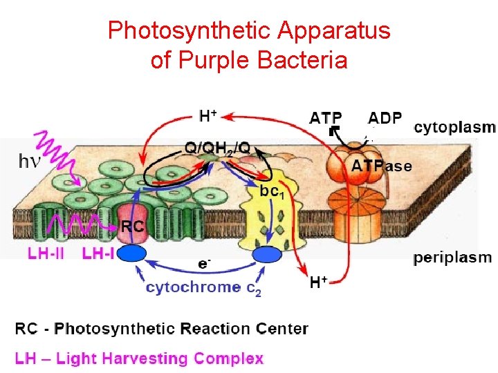 Photosynthetic Apparatus of Purple Bacteria 