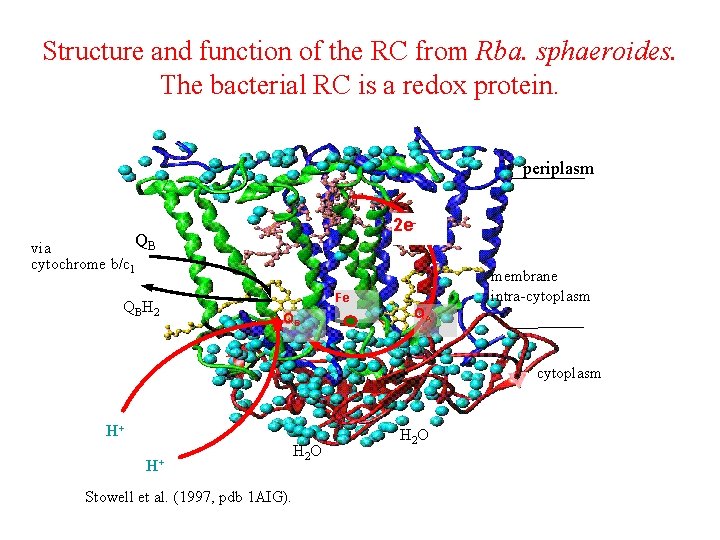 Structure and function of the RC from Rba. sphaeroides. The bacterial RC is a