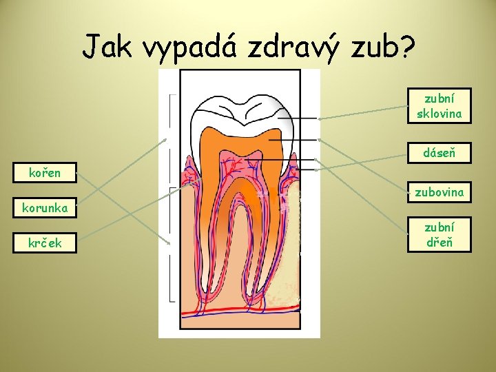 Jak vypadá zdravý zub? zubní sklovina dáseň kořen korunka krček zubovina zubní dřeň 