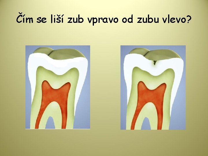 Čím se liší zub vpravo od zubu vlevo? 