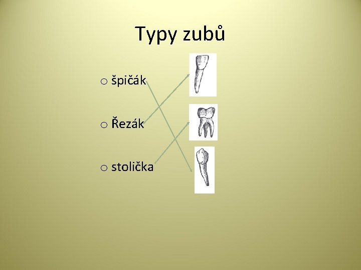 Typy zubů o špičák o Řezák o stolička 