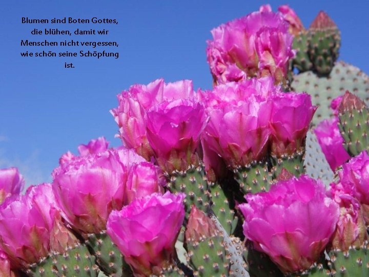 Blumen sind Boten Gottes, die blühen, damit wir Menschen nicht vergessen, wie schön seine