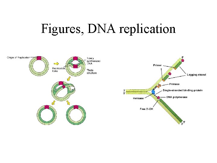 Figures, DNA replication 