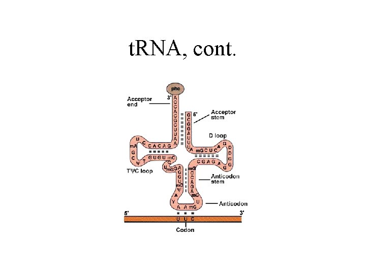 t. RNA, cont. 