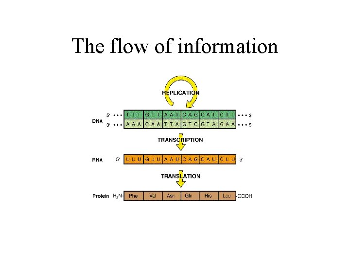 The flow of information 