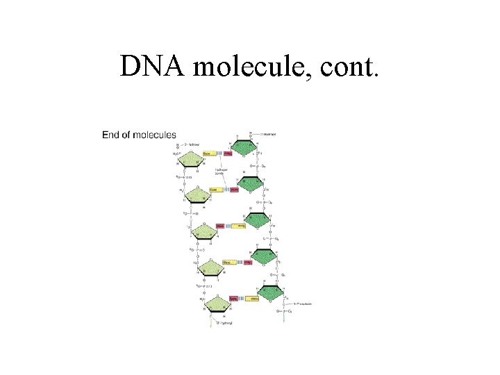 DNA molecule, cont. 