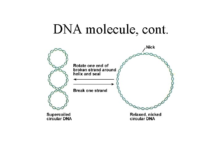 DNA molecule, cont. 