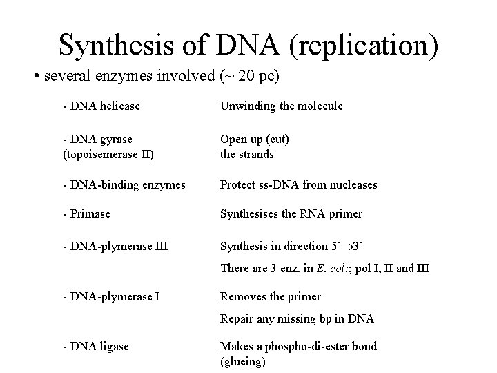 Synthesis of DNA (replication) • several enzymes involved (~ 20 pc) - DNA helicase