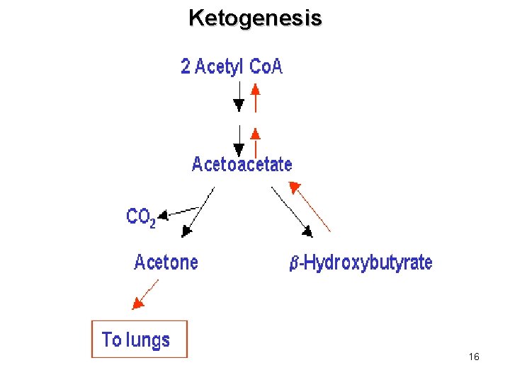 Ketogenesis 16 