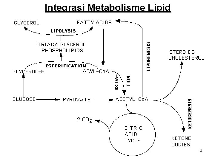 Integrasi Metabolisme Lipid 3 