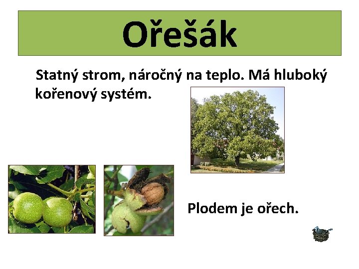 Ořešák Statný strom, náročný na teplo. Má hluboký kořenový systém. Plodem je ořech. 
