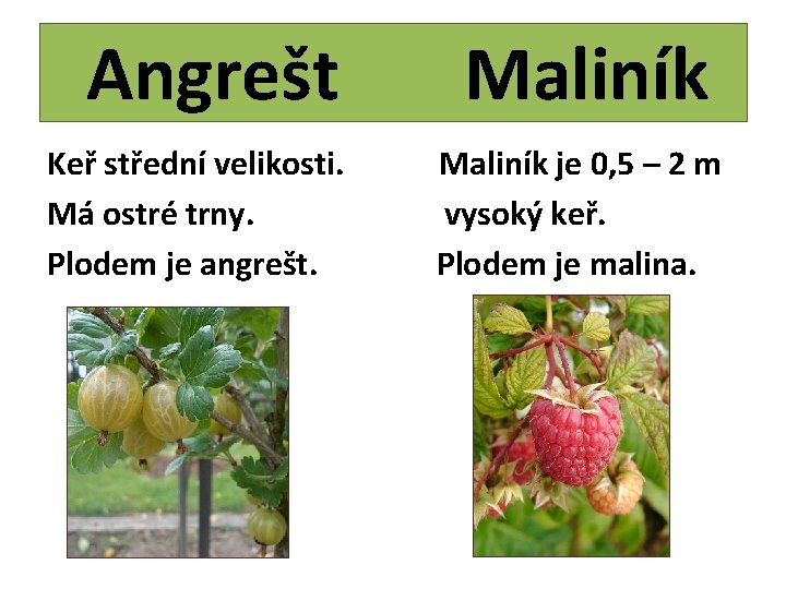 Angrešt Keř střední velikosti. Má ostré trny. Plodem je angrešt. Maliník je 0, 5
