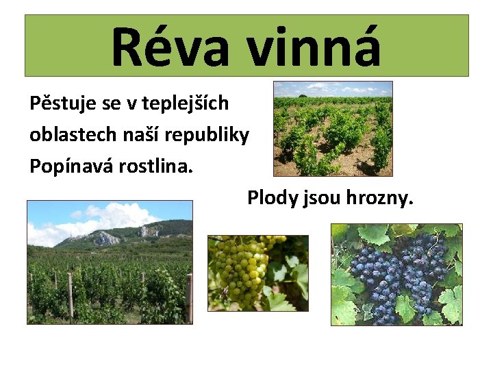 Réva vinná Pěstuje se v teplejších oblastech naší republiky Popínavá rostlina. Plody jsou hrozny.