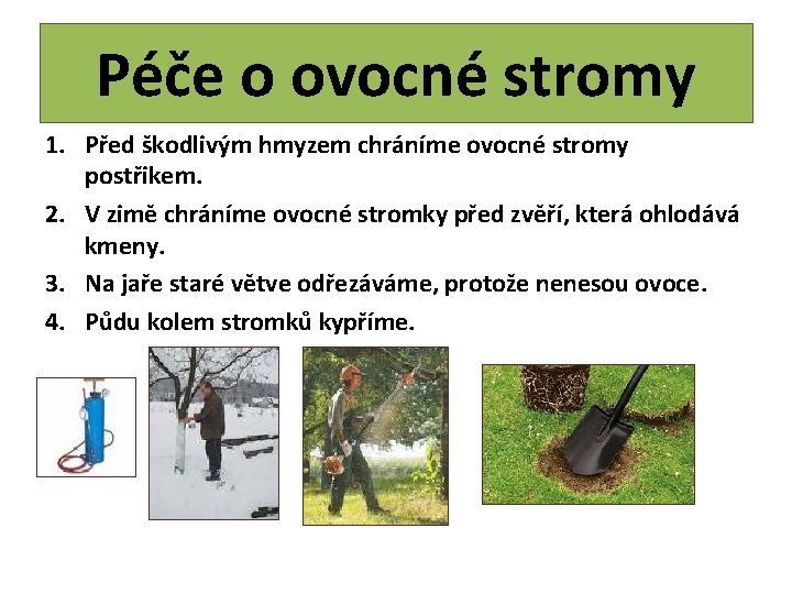 Péče o ovocné stromy 1. Před škodlivým hmyzem chráníme ovocné stromy postřikem. 2. V