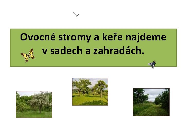Ovocné stromy a keře najdeme v sadech a zahradách. 