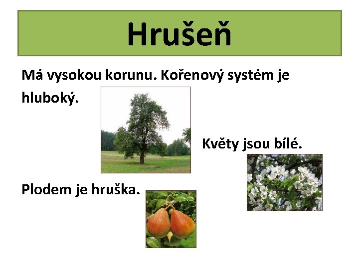 Hrušeň Má vysokou korunu. Kořenový systém je hluboký. Květy jsou bílé. Plodem je hruška.