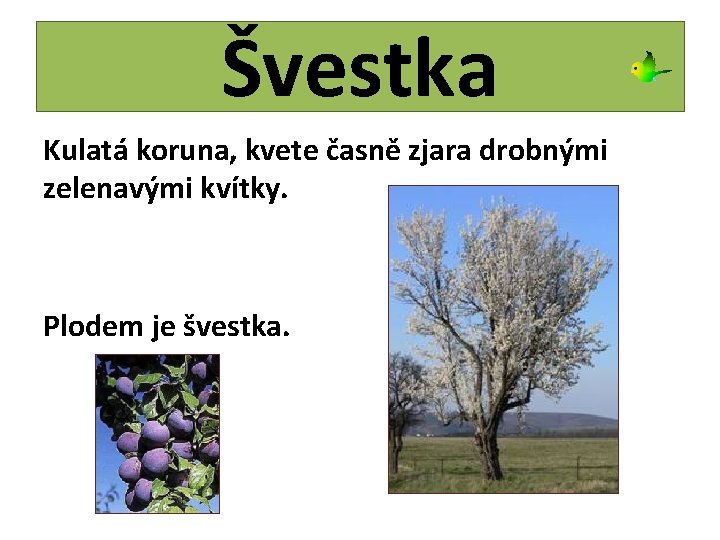 Švestka Kulatá koruna, kvete časně zjara drobnými zelenavými kvítky. Plodem je švestka. 