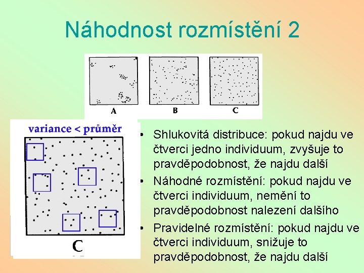 Náhodnost rozmístění 2 • Shlukovitá distribuce: pokud najdu ve čtverci jedno individuum, zvyšuje to